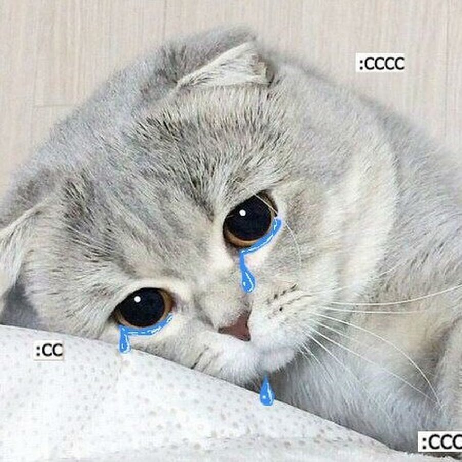 Грустная киса