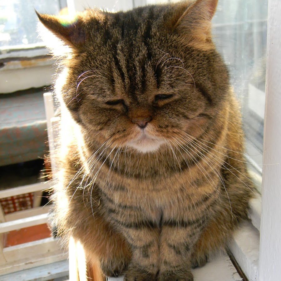 Прикольный кот на рабочий стол