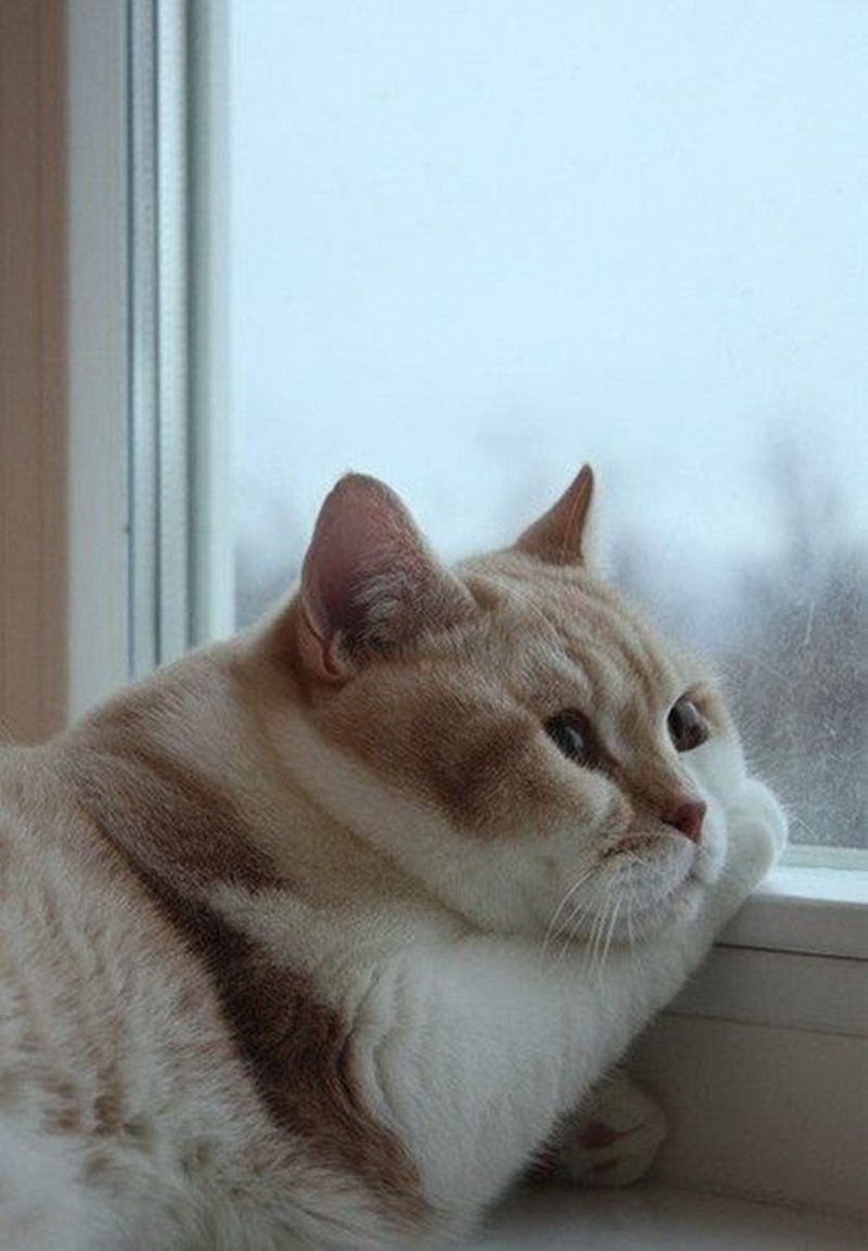 Котенок со слезами