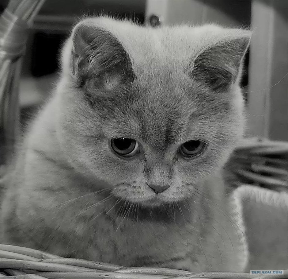 Кошка обиделась