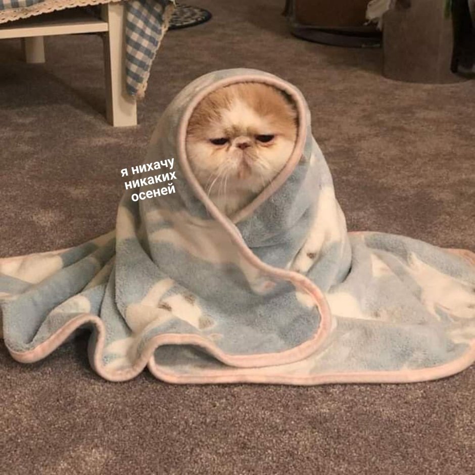 Кот завернутый в одеяло