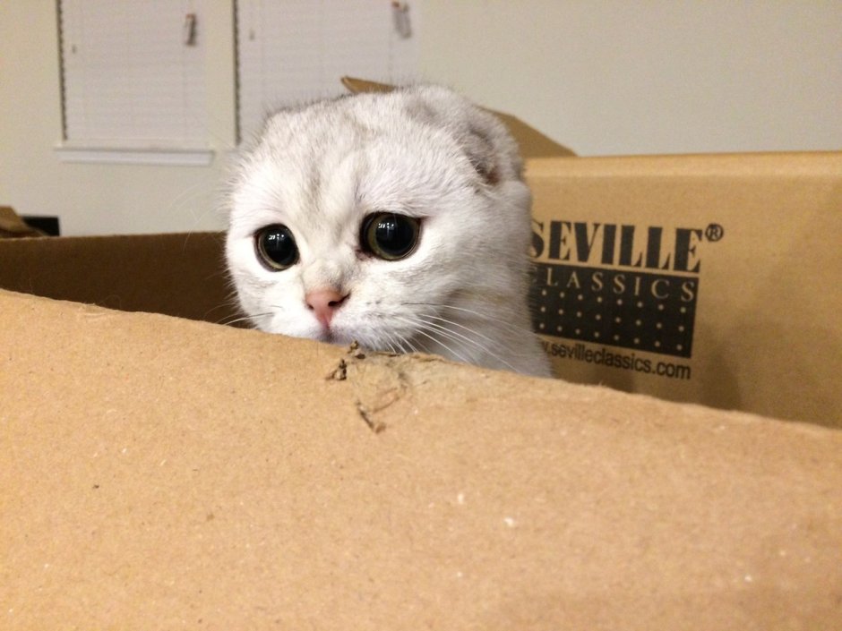 Недовольный кот на др