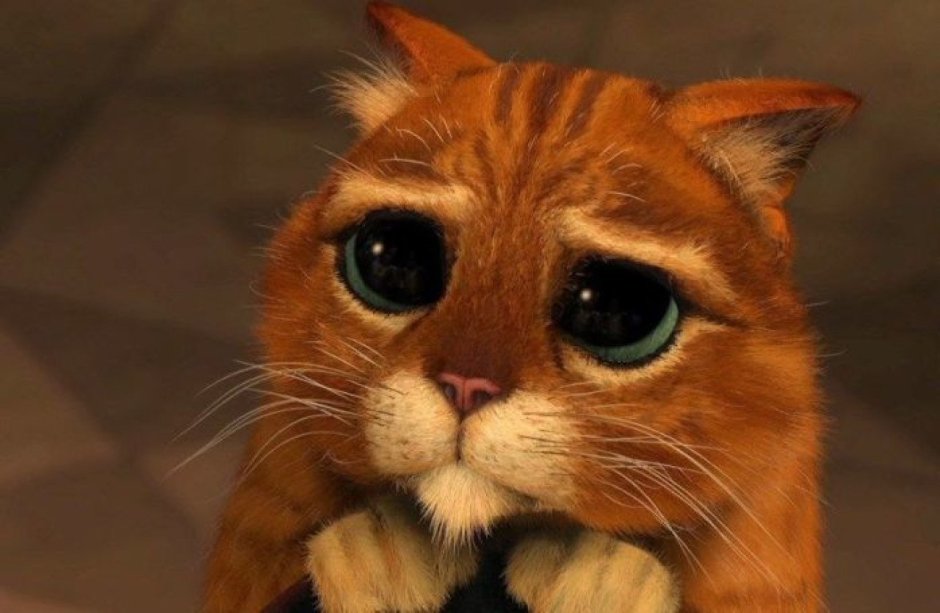 Котики грустные и милые