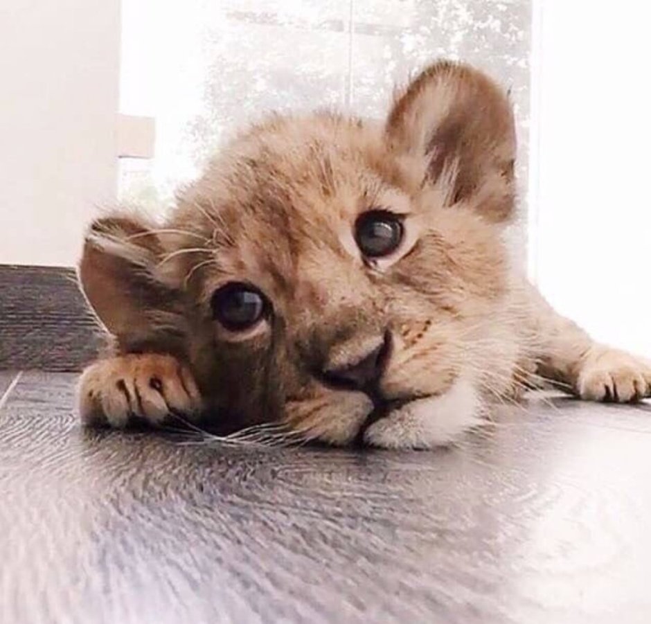 Котик в праздничном колпаке