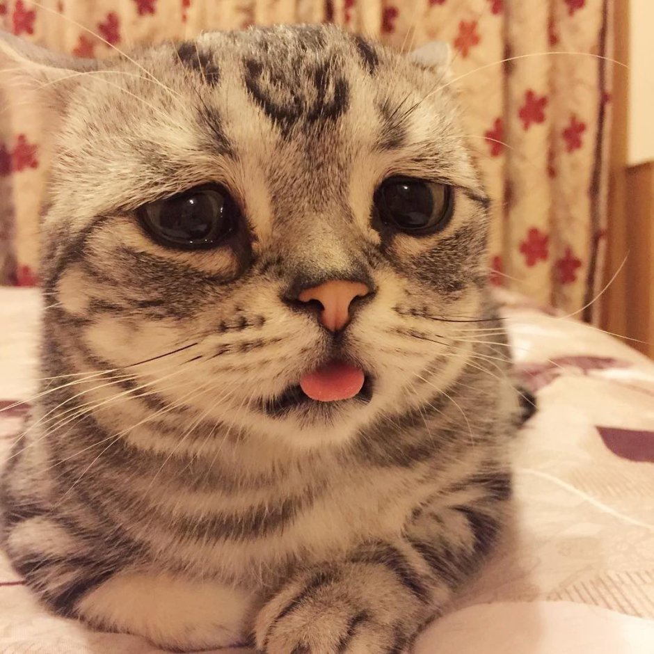 Скучный кот