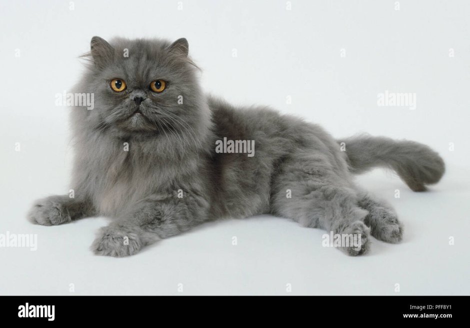 Персидская голубая кошка