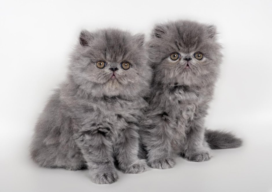 Персидская Британская кошка котята