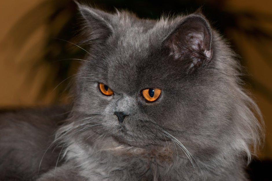 Персидский котенок серый