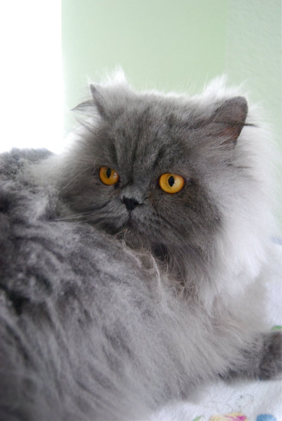 Персидская длинношерстная шиншилла