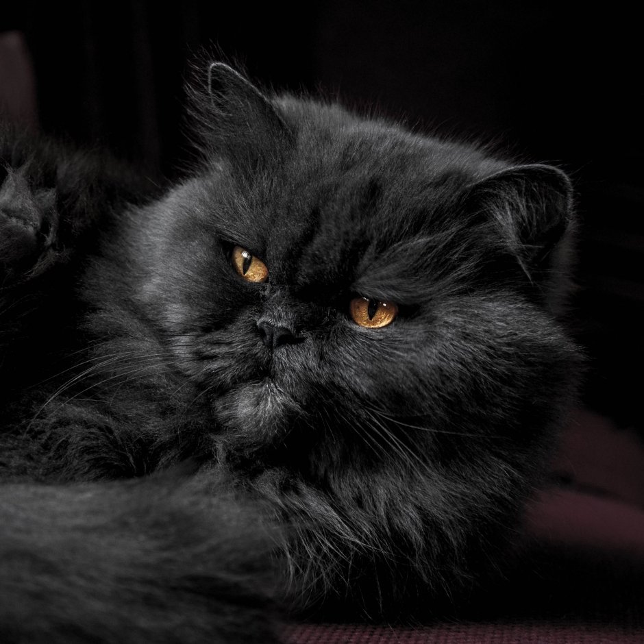 Персидская кошка черная