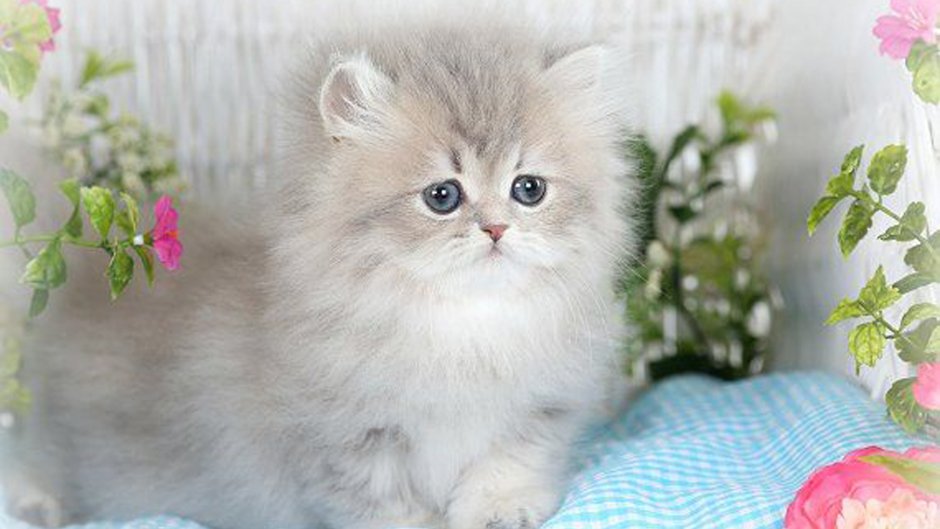 Кошка шиншилла котенок пушистый