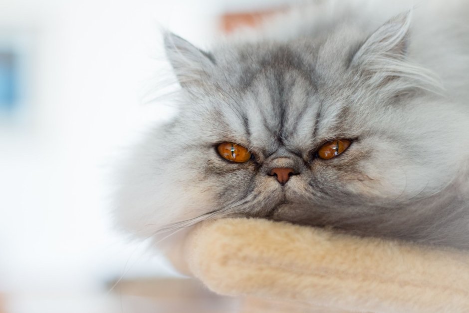 Морда Персидского кота