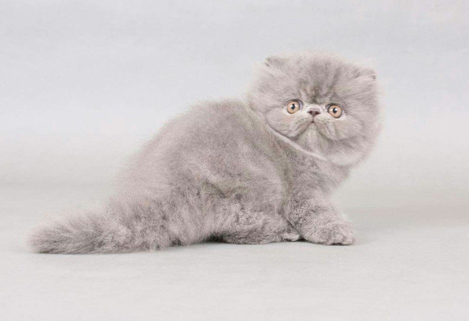 Персидский вислоухий кот серый