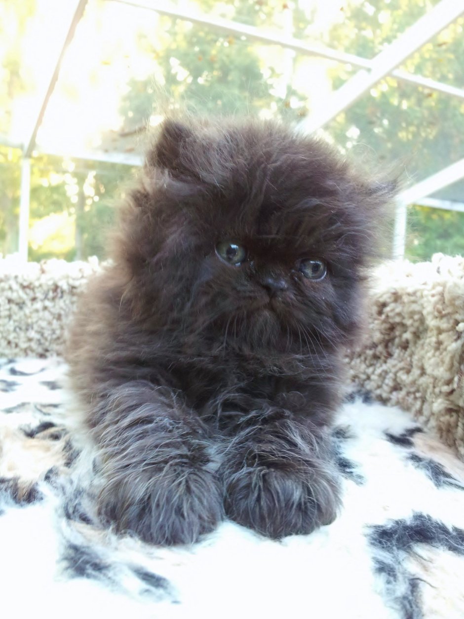 Персидский кот котенок
