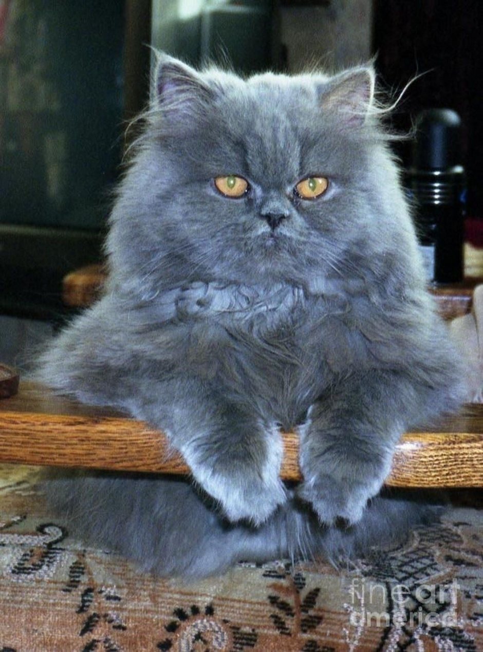 Персидский кот серый