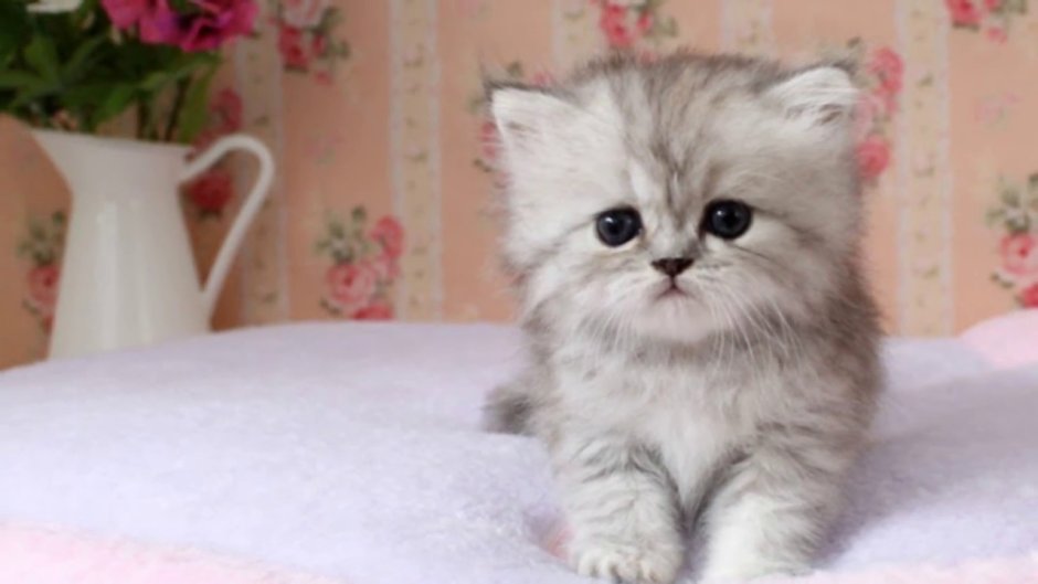 Кот персидский Teacup
