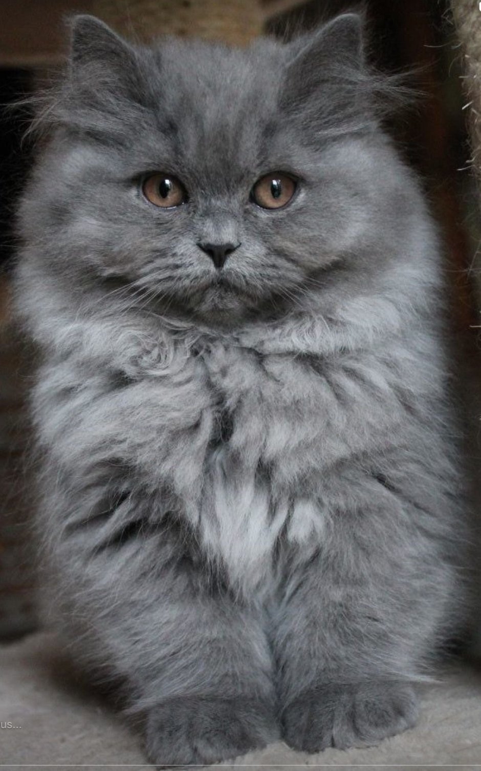 Персидская Сибирская длинношерстная кошка