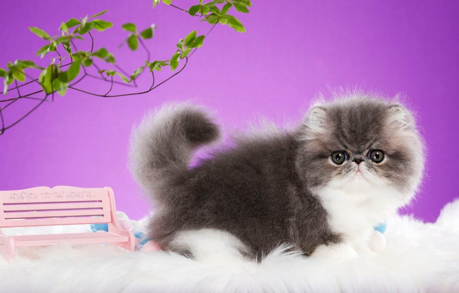 Котёнок на фиолетовом фоне