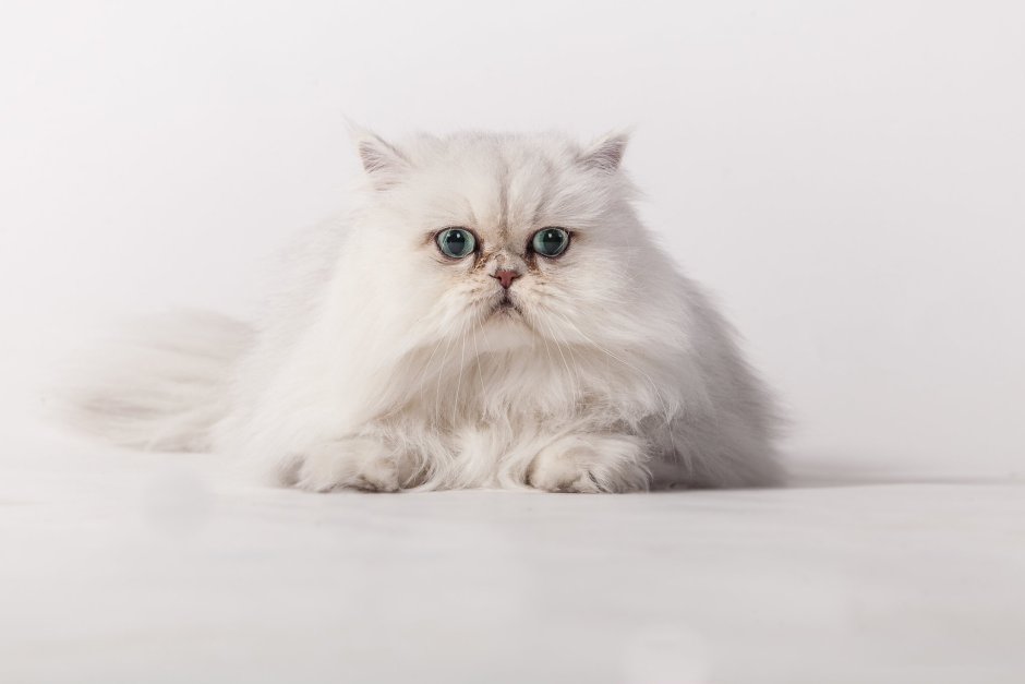 Сибирско Персидская кошка