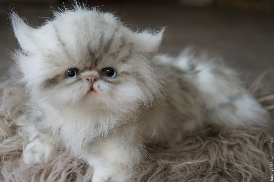 Персидские котята
