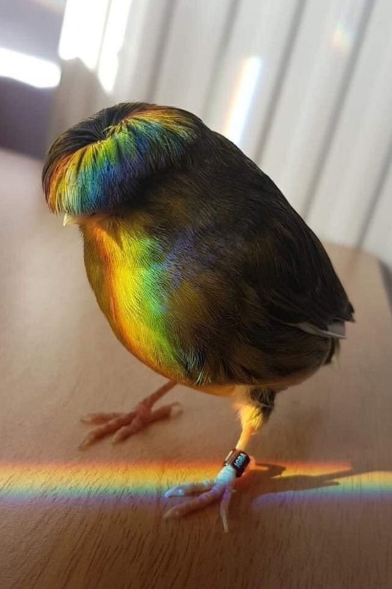 Канарейка Глостер