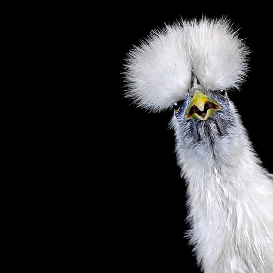 Птица с прической