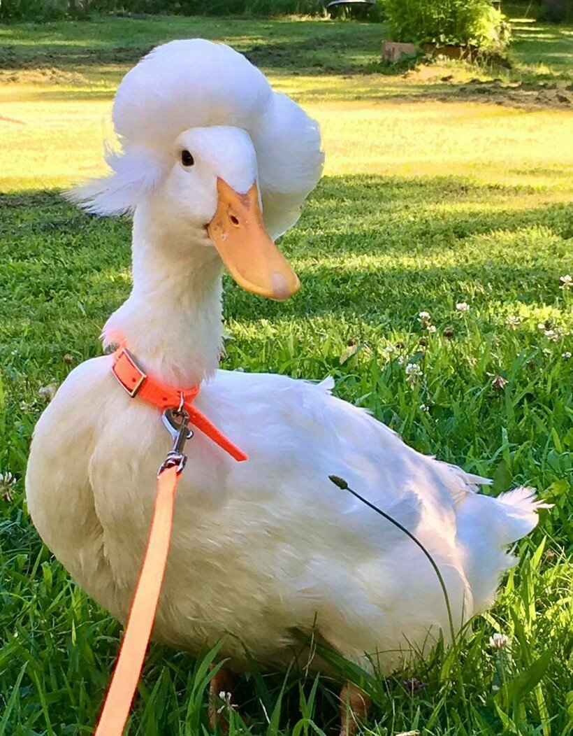 Хохлатая утка