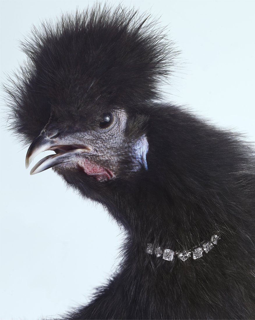 Курица с прической