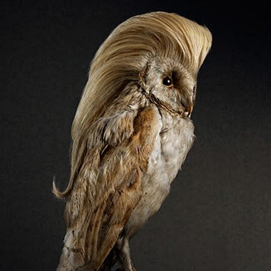 Лохматая птица