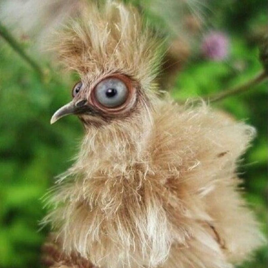 Растрепанная курица