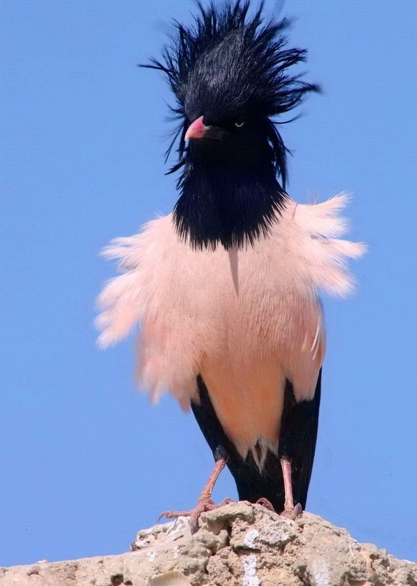 Птица розовый скворец