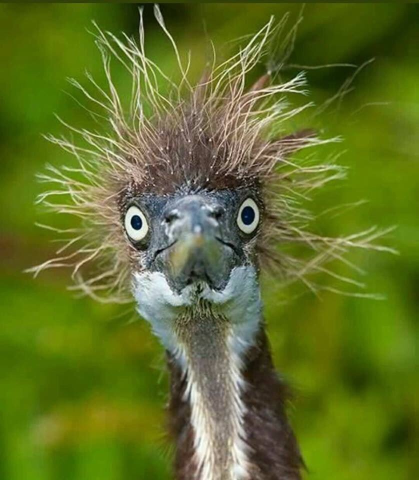 Смешные птички