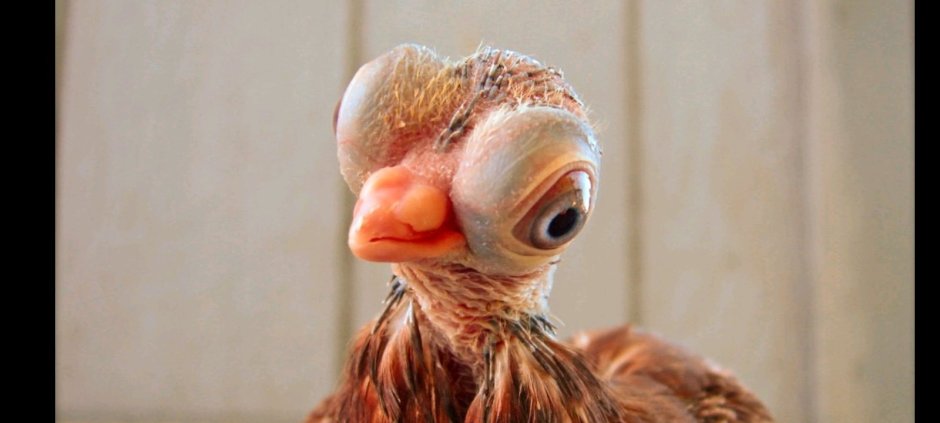 Птица со смешной прической