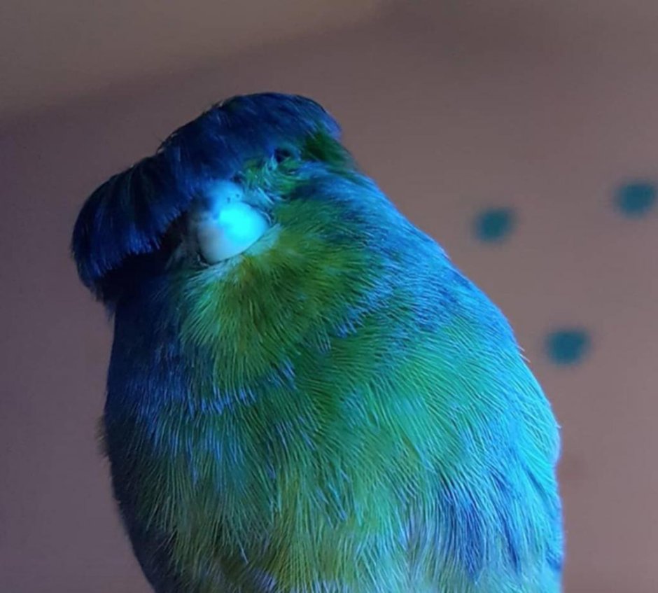 Канарейка Глостер