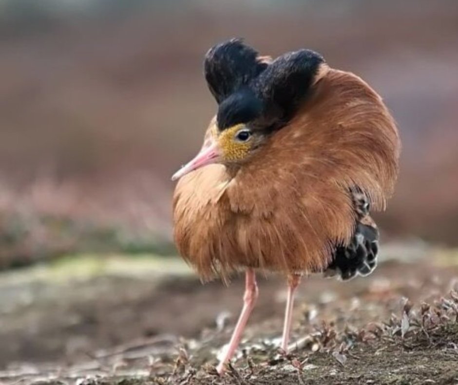 Турухтан Гривистый голубь