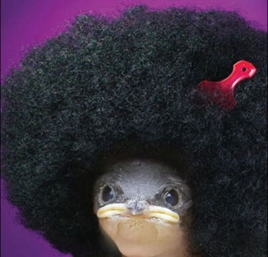Птичка с афро прической