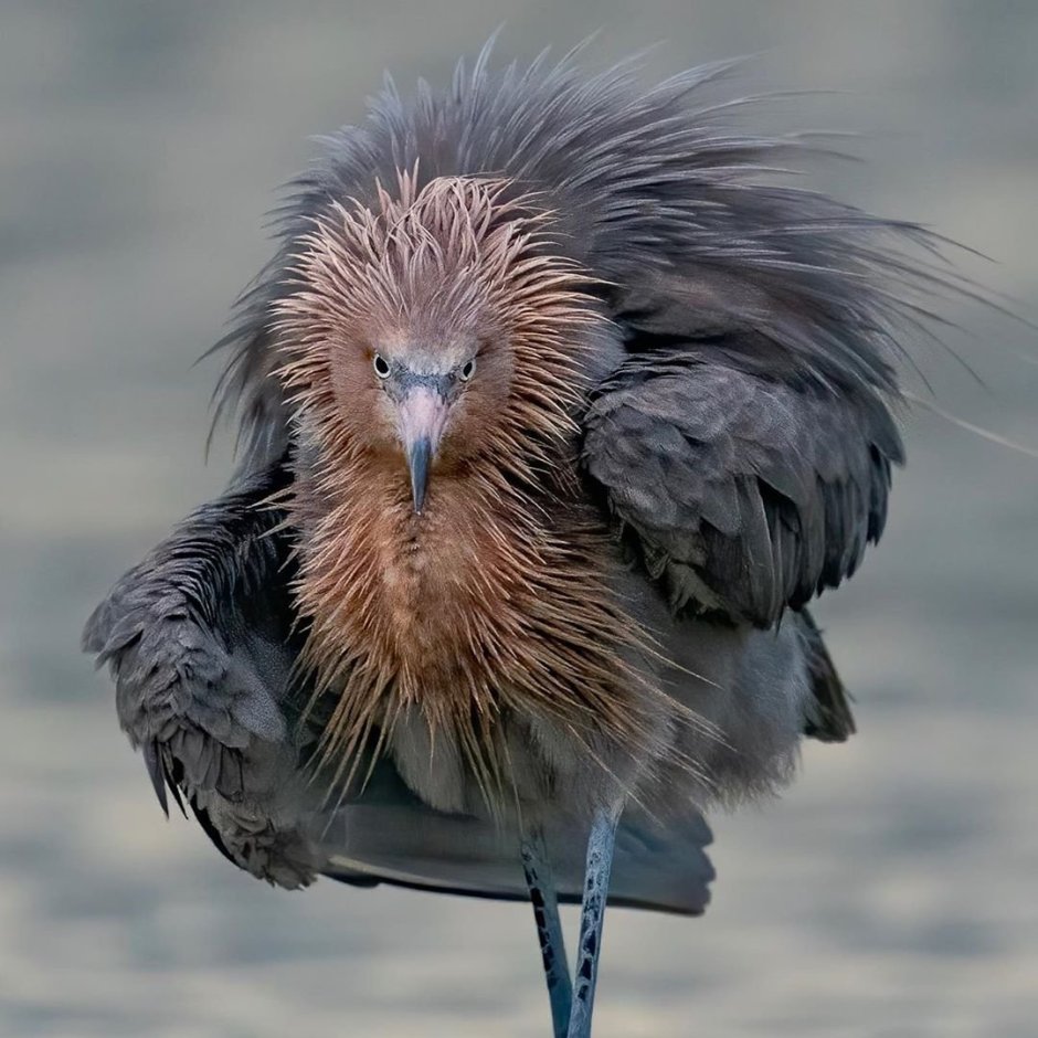 Лохматая цапля