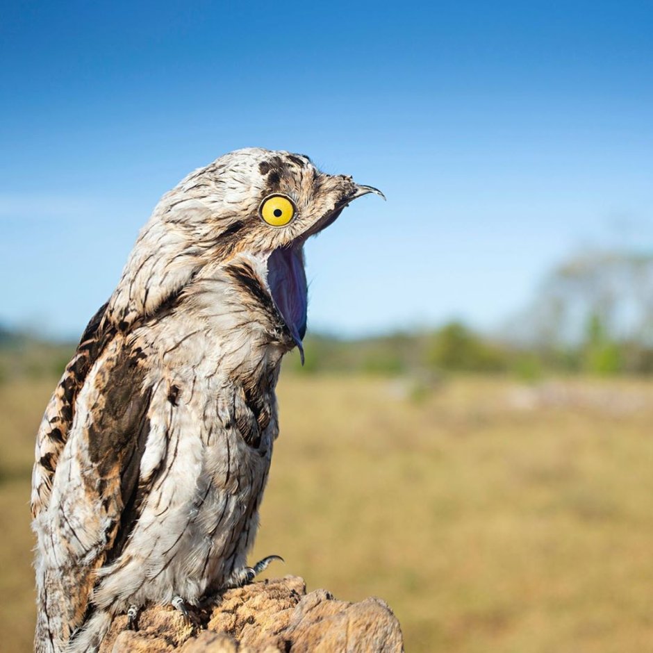 Исполинский серый козодой птица
