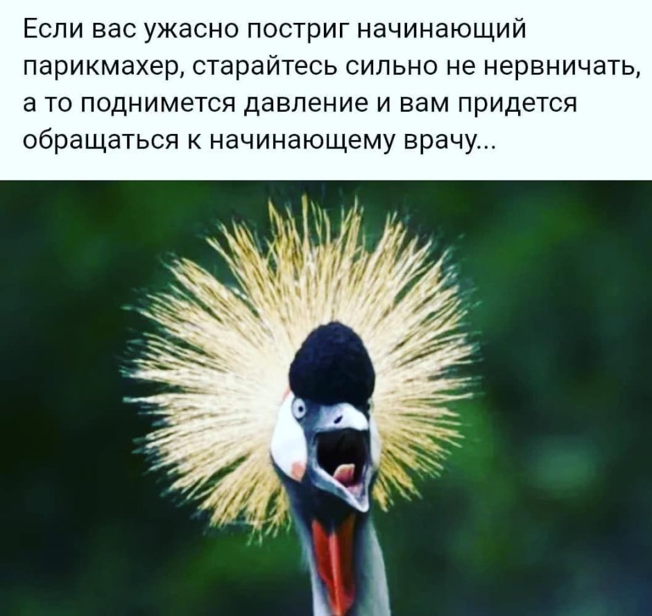 Птица с волосами