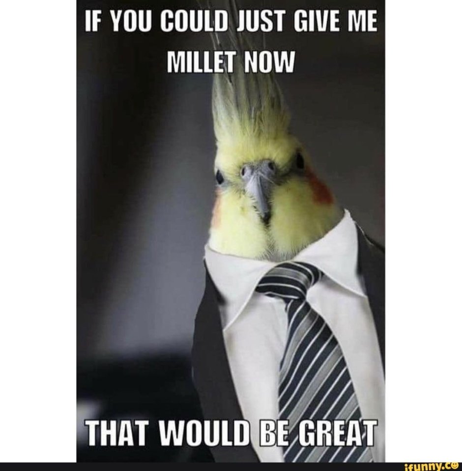 Попугай в смокинге