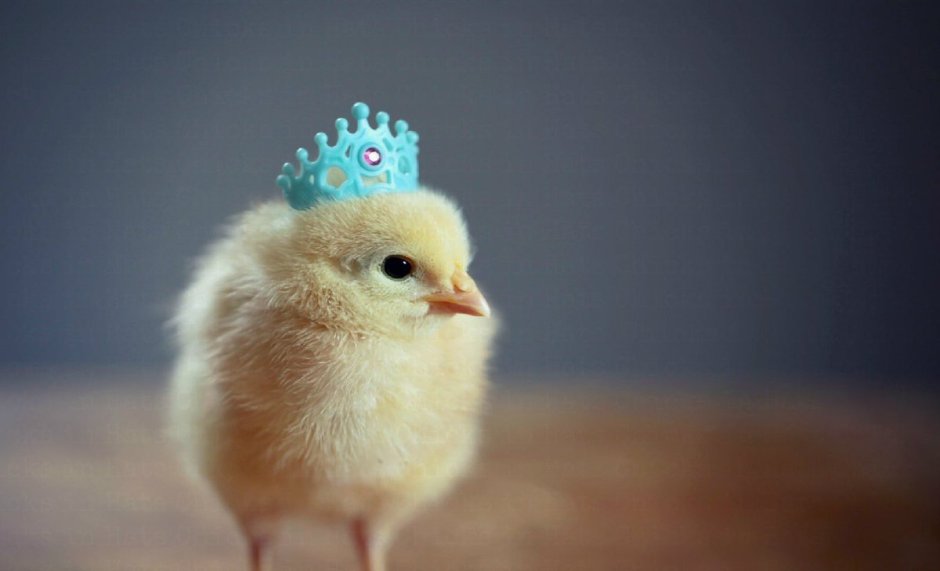 Милые цыплята