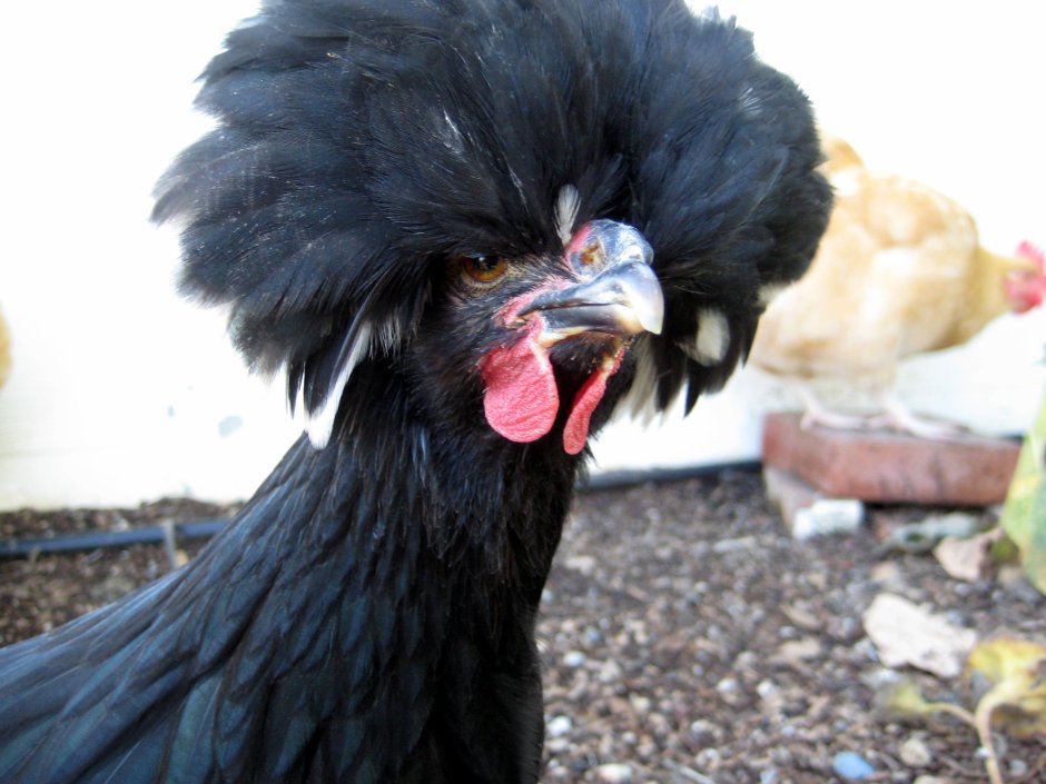 Чёрная хохлатная курица