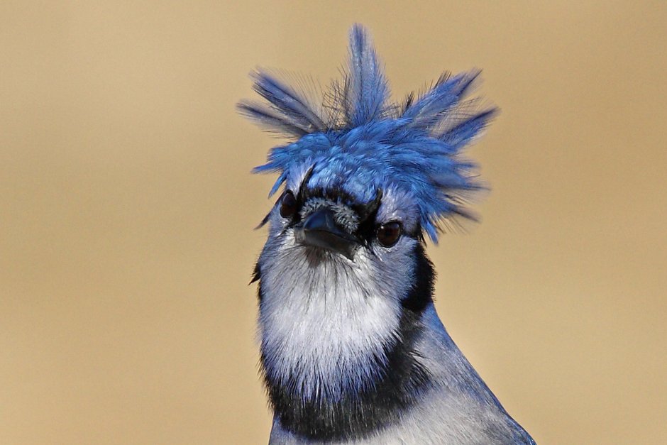Синяя Сойка с хохолком