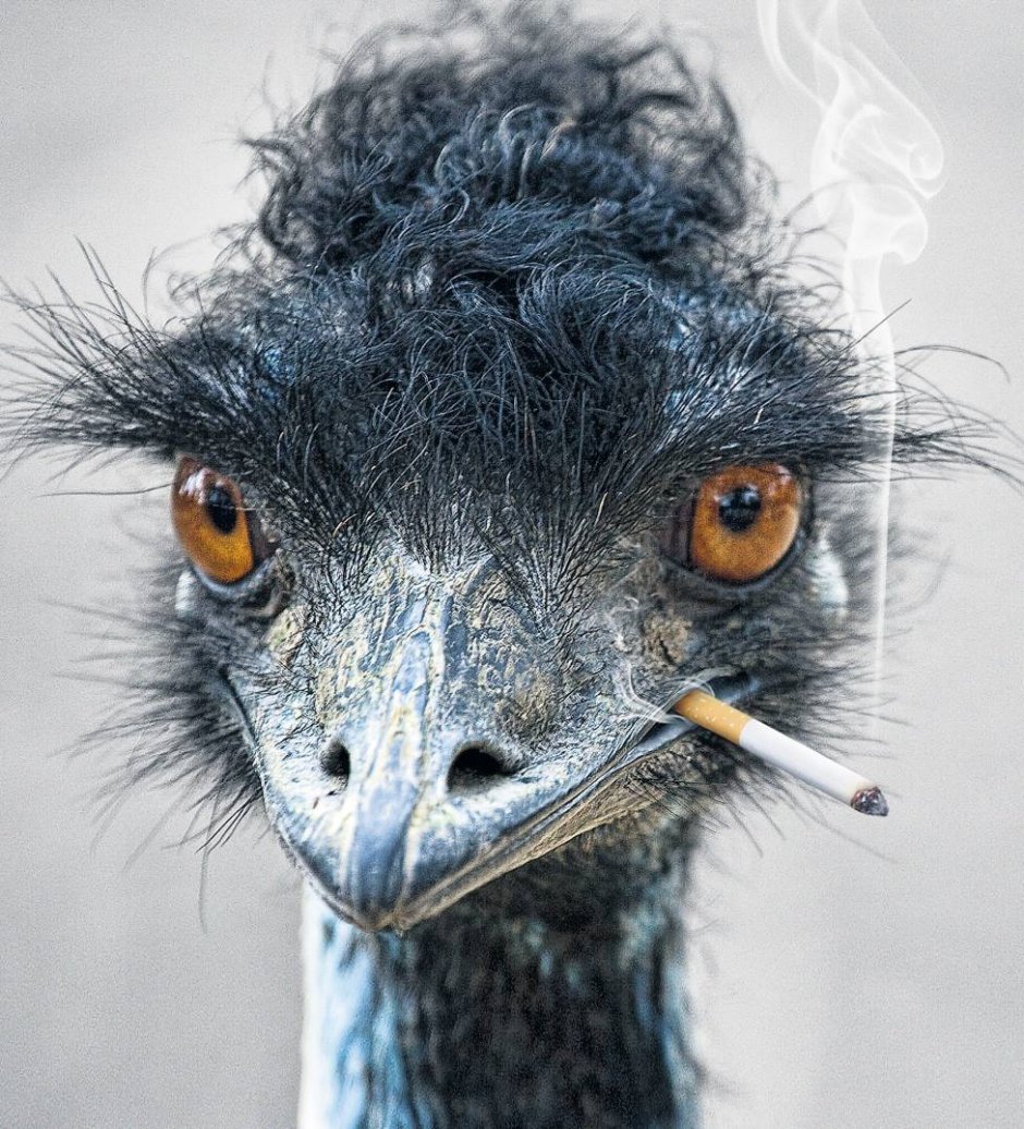 Эму смешной