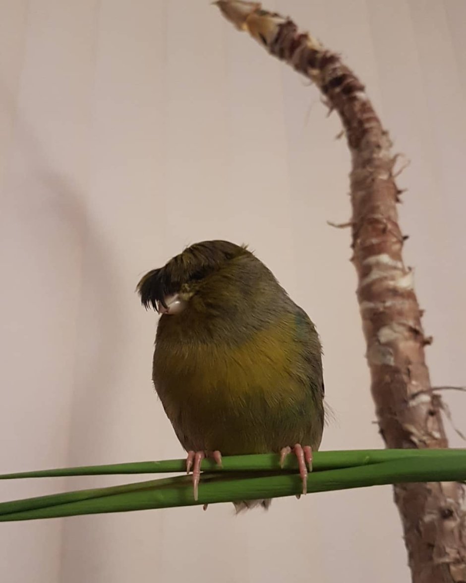 Хохлатая канарейка