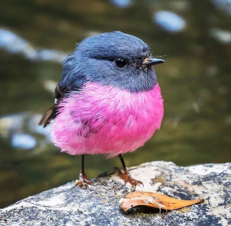 Малиногрудоя ПЕТРОЛИКА