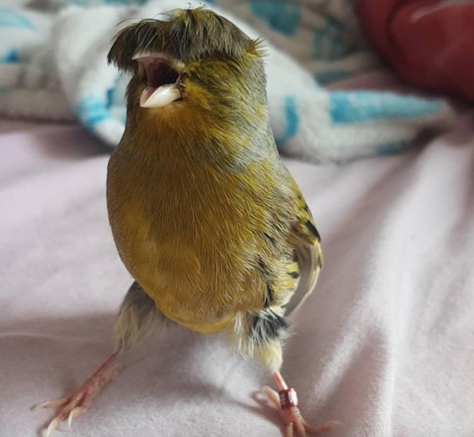 Хохлатая канарейка