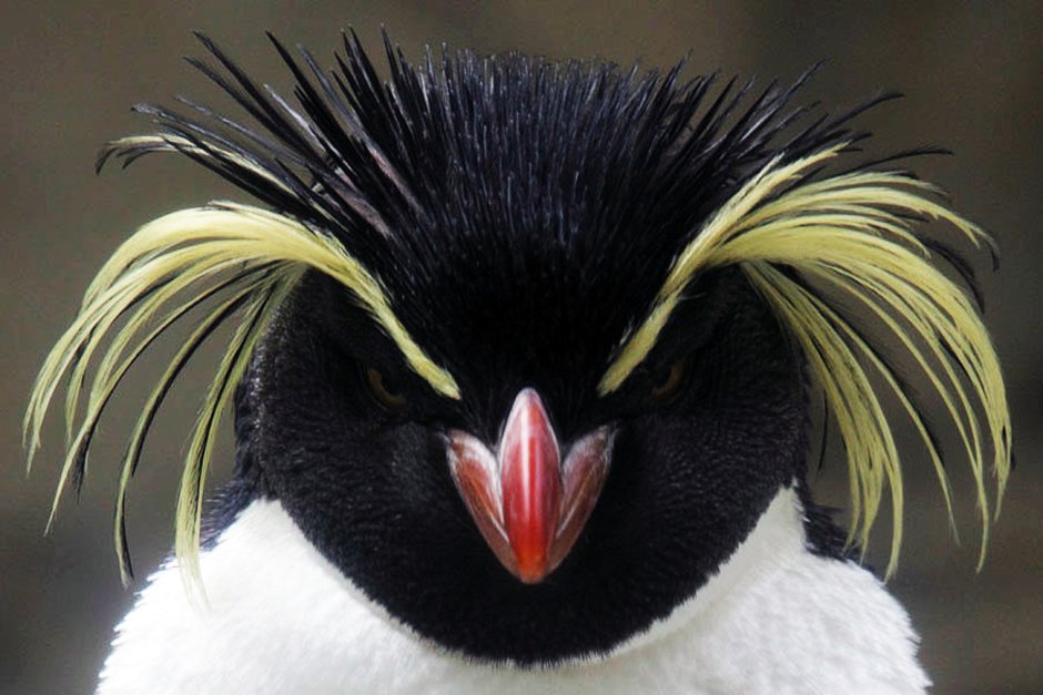 Королевский хохлатый Пингвин