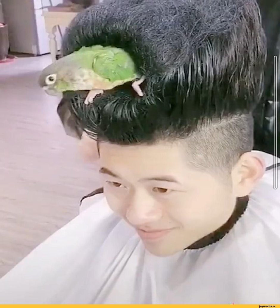 Попугай с прической