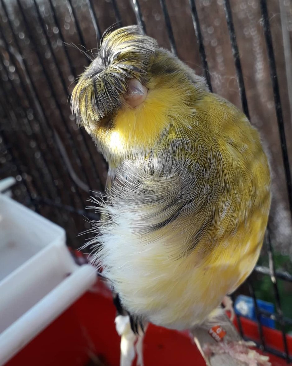 Хохлатая канарейка